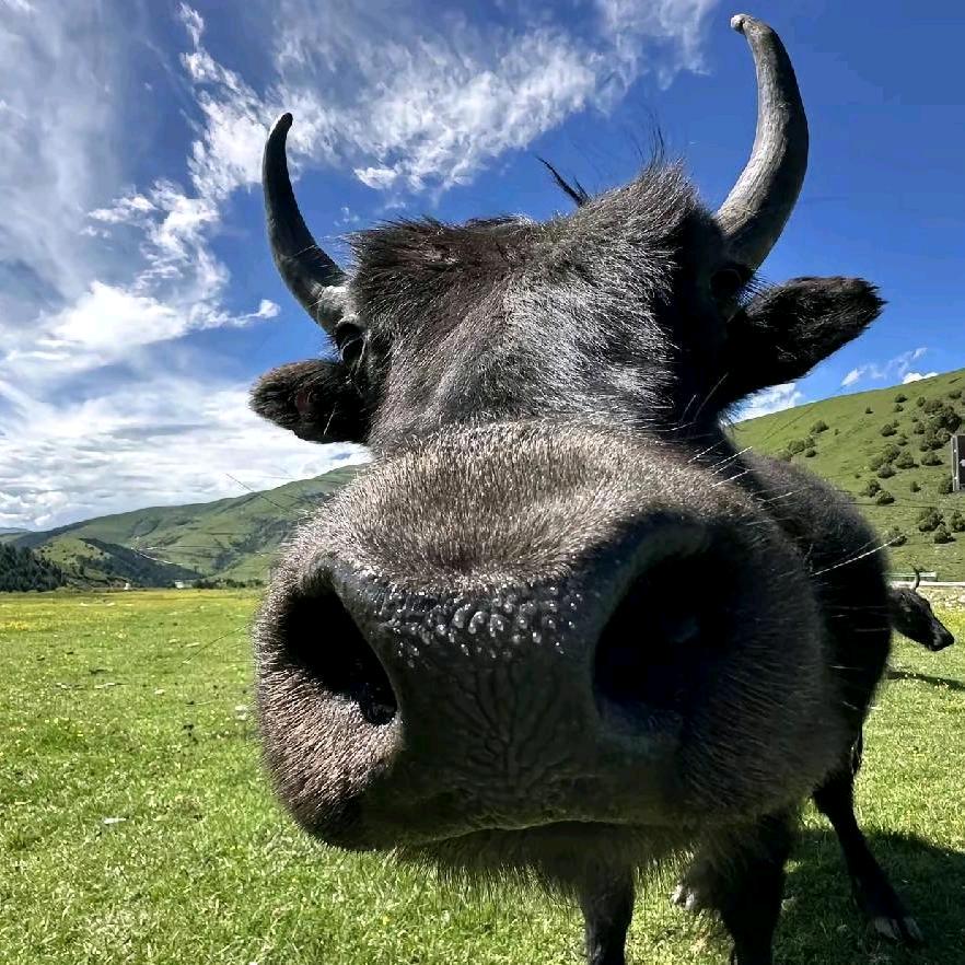 哞哞🐮