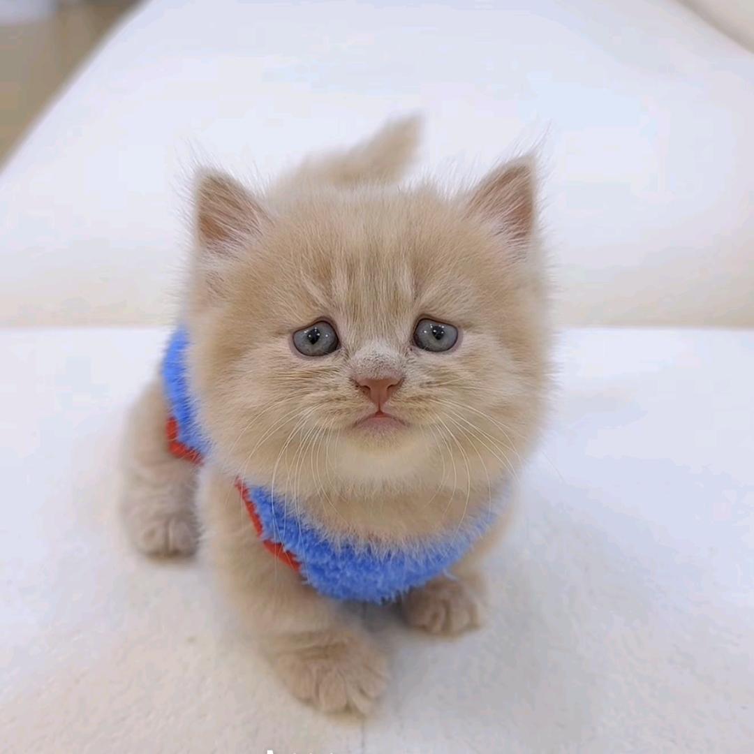 kiko