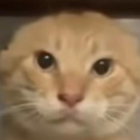 哈基咪的晋级赛