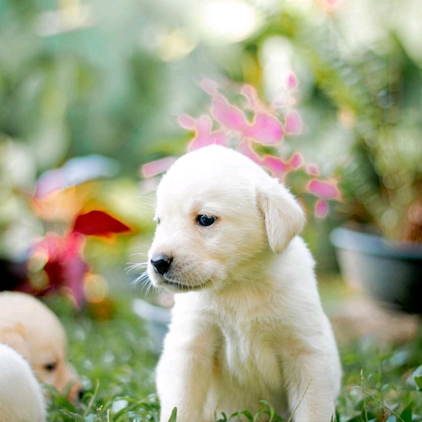 有爱的人和有爱的家