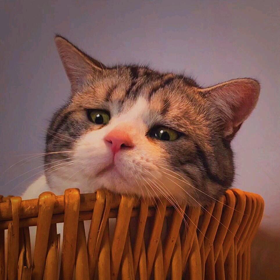 真不爱看美女