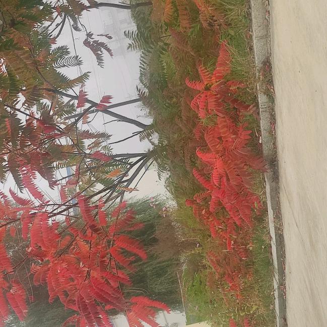 修