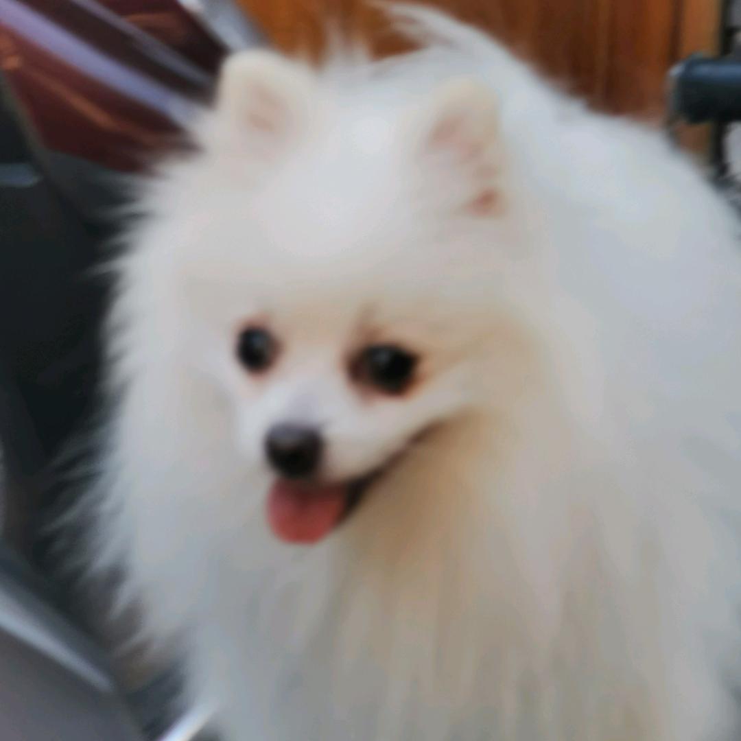 雪飞儿