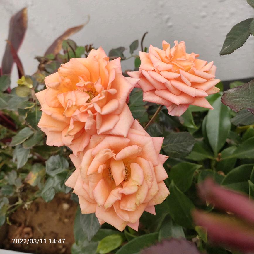 花儿为什么这样红