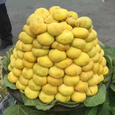 看山人