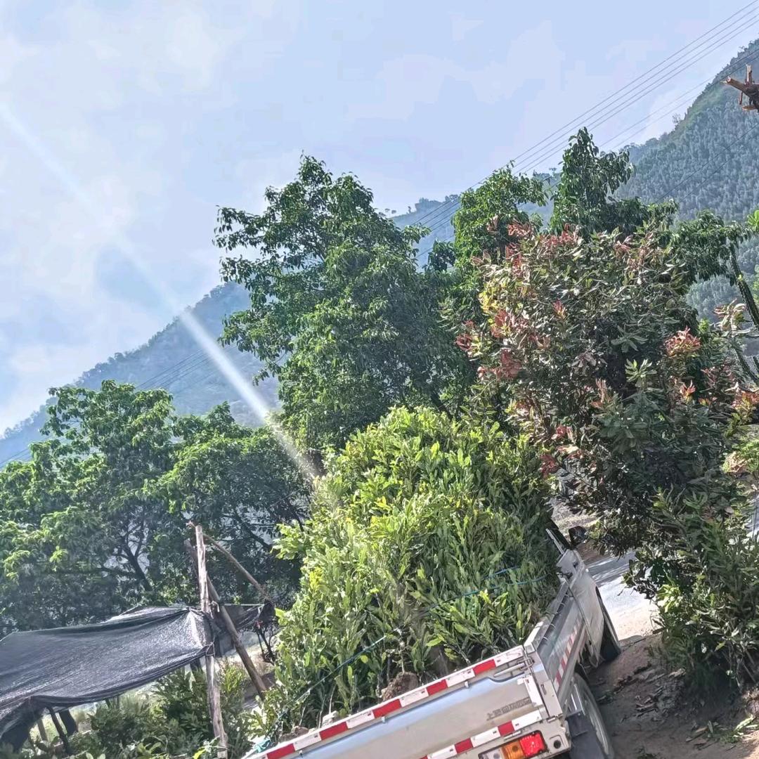 云澳洲坚果苗批发