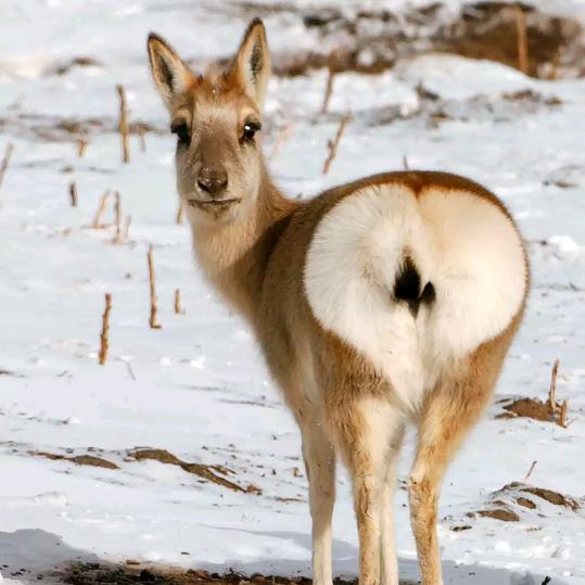 ༺༂࿅࿆定安࿅࿆༂༻