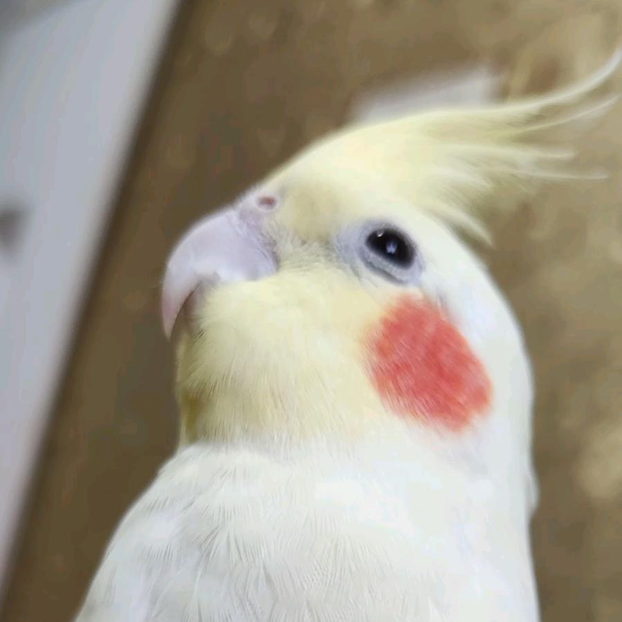 萌团鹦鹉