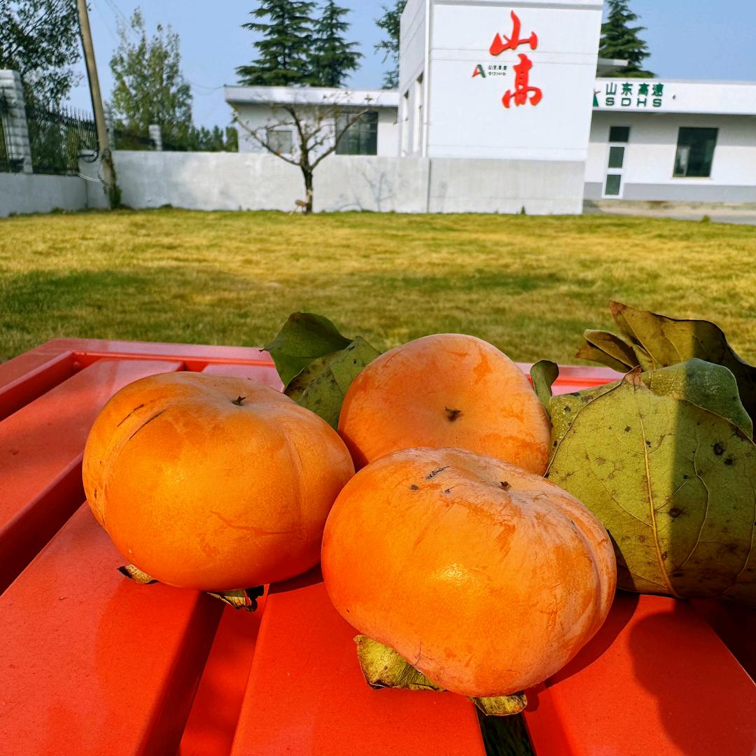 畅享沂蒙 萤火费县