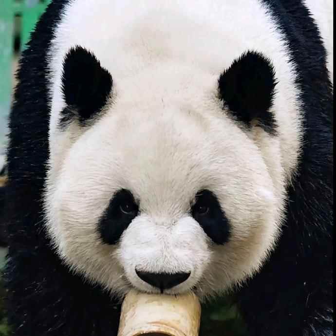 涛歌依就 （涛歌呀涛涛）