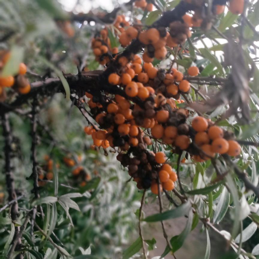 李义刀专业修脚