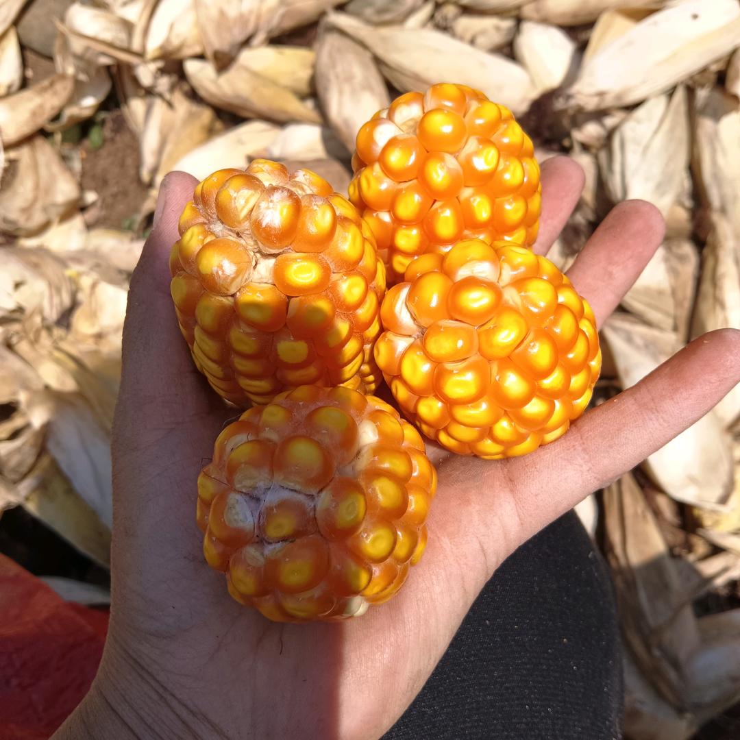 贵州小罗
