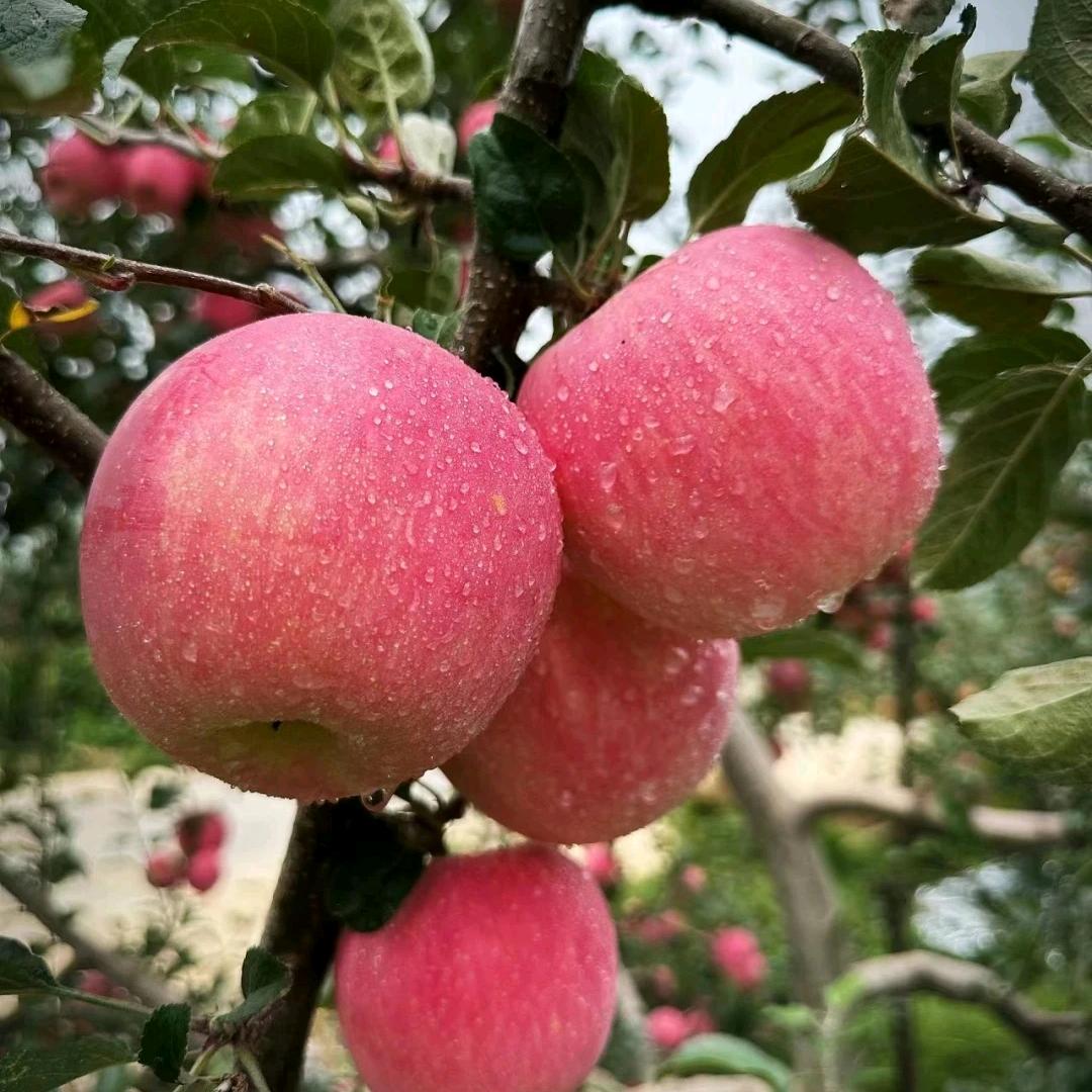 昆明昭苹农产品有限责任公司