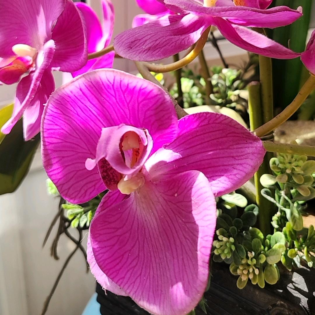 虹