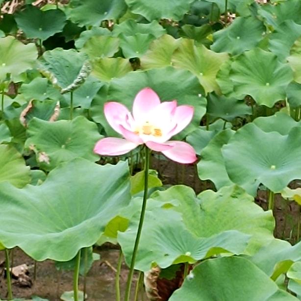 木兰花