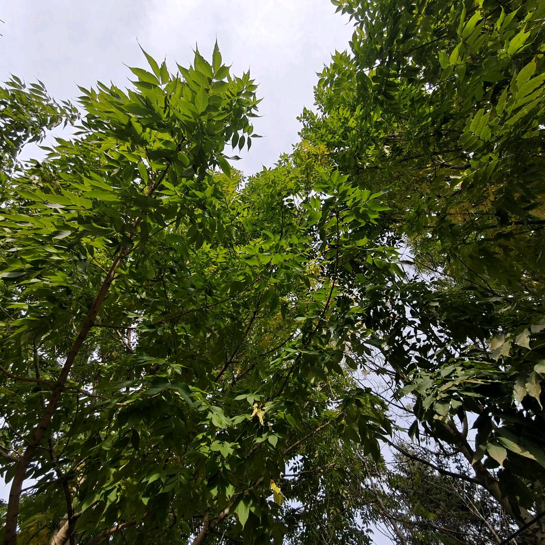 然然～小嘎子头像