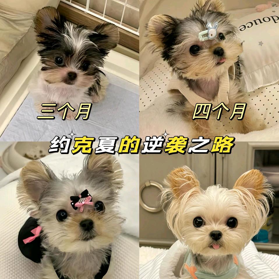 养约克夏的刘大姐