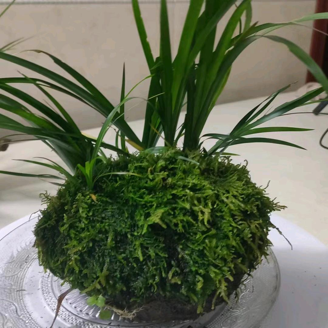仙森绿植