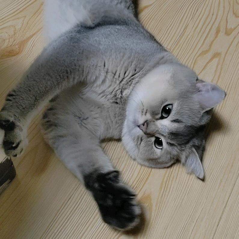 仰只小猫叫臭臭🐑（求教资一遍过版）
