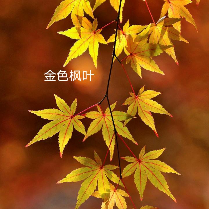 金色枫叶