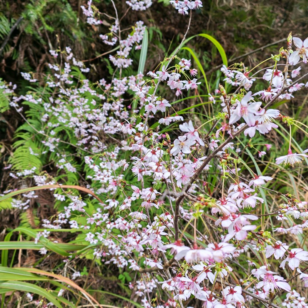 ◎✰᭄无边星辰🕊꧔ꦿ᭄☽