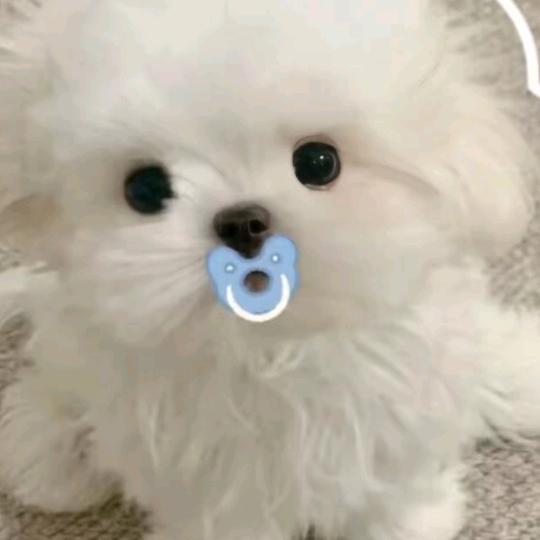 修狗，我爱你😍😍