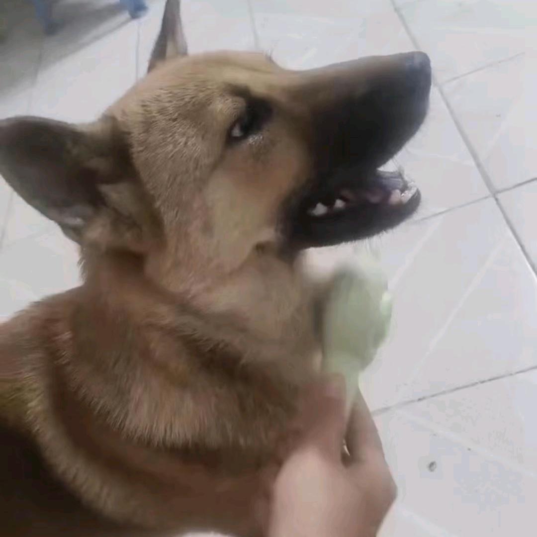 寻爱犬