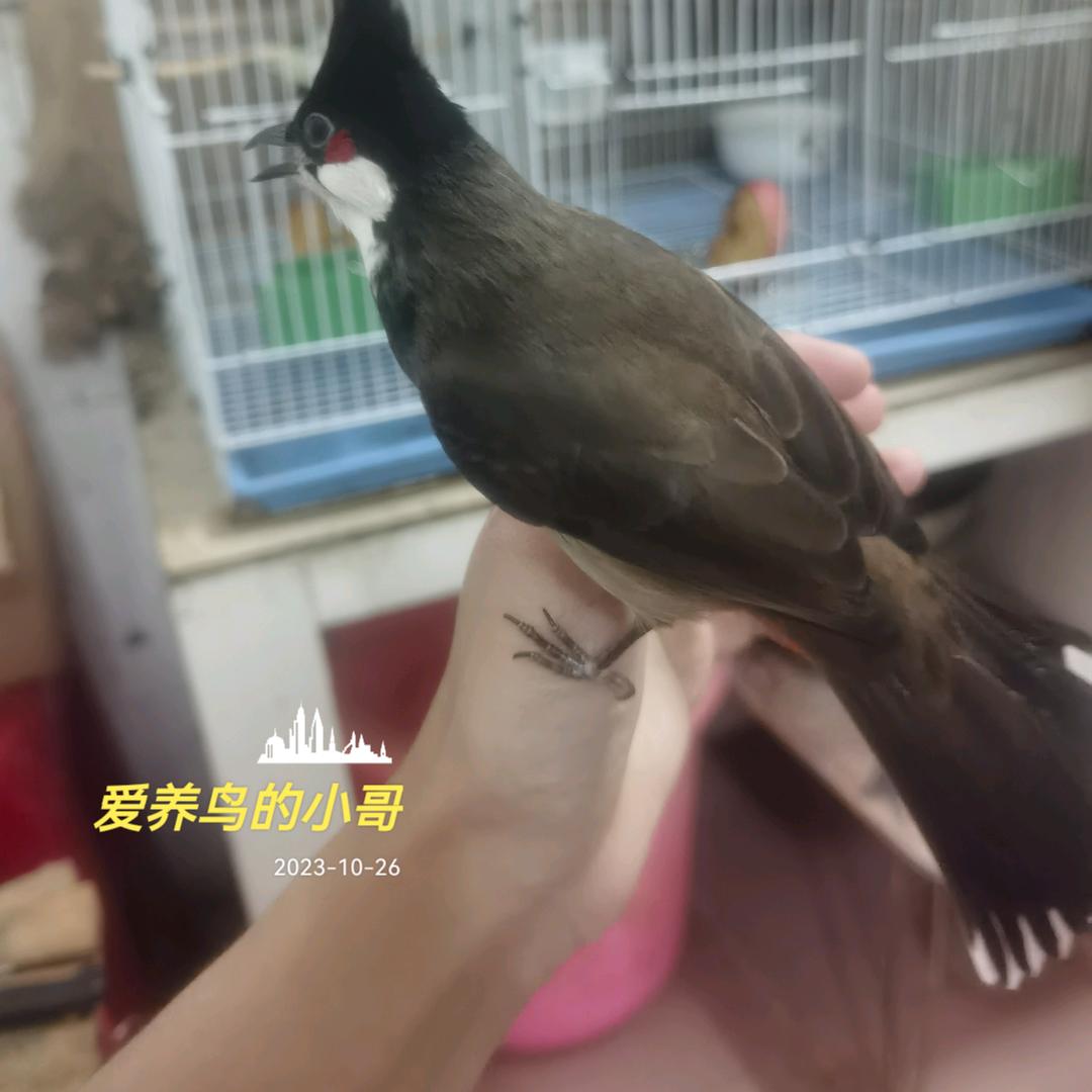 小哥爱好鸟