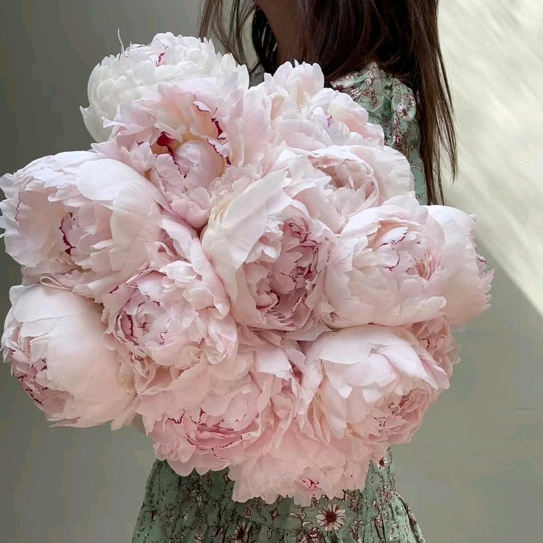 芳园牡丹芍药种植基地