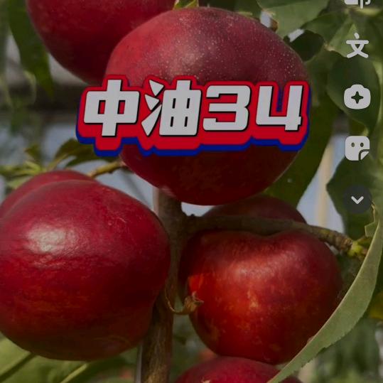黄桃苗繁育
