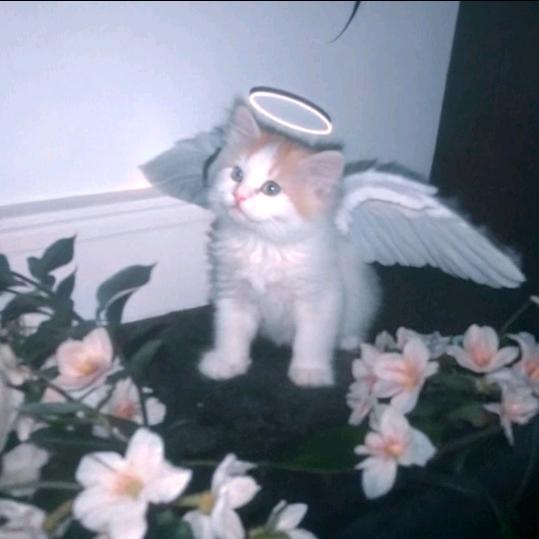妤.