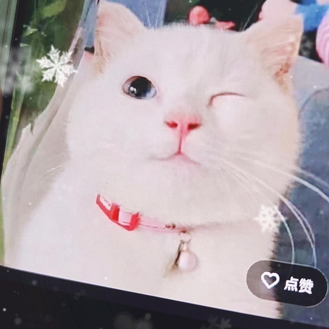 喵喵喵20489爱心张宾