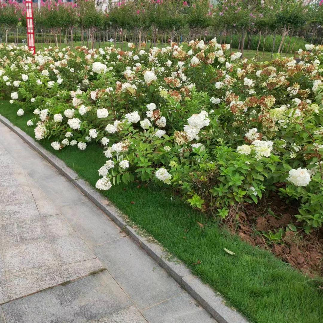 犄角好用膏