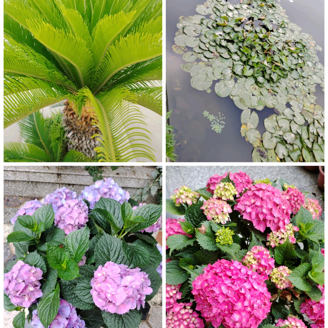 稼耘奶奶