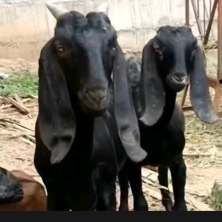 努比亚黑山羊养殖黄姐