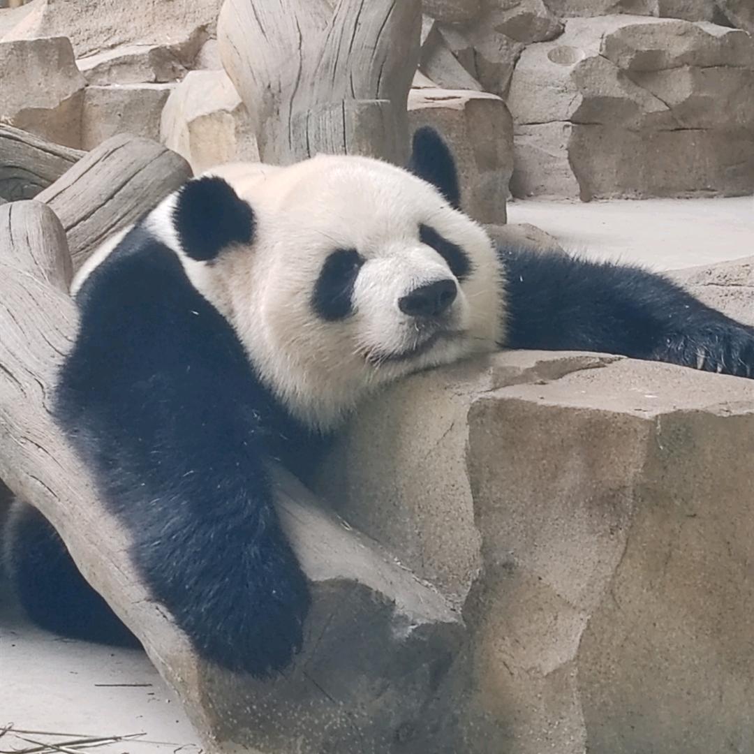原上草