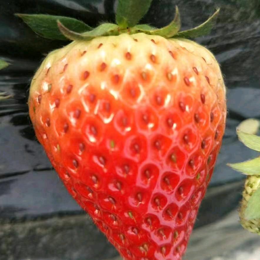 陕西草莓🍓🍓🍓产地直销