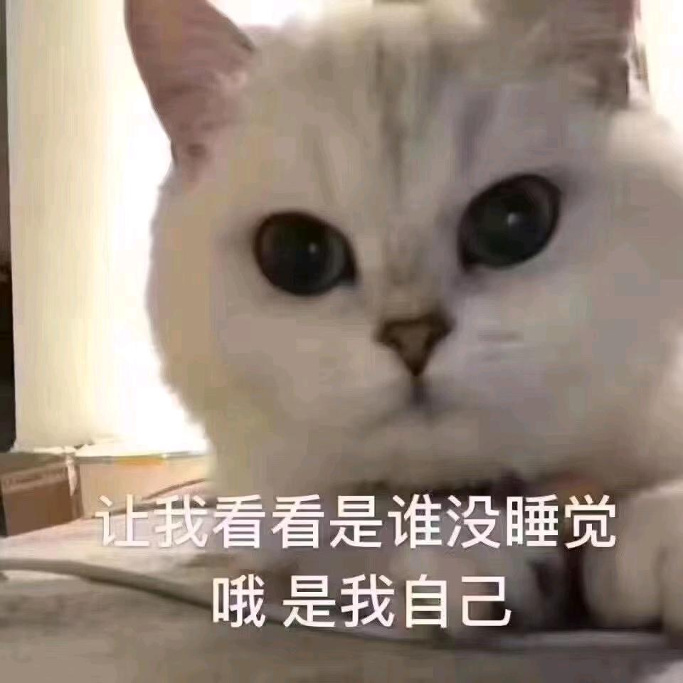 蓝猫A