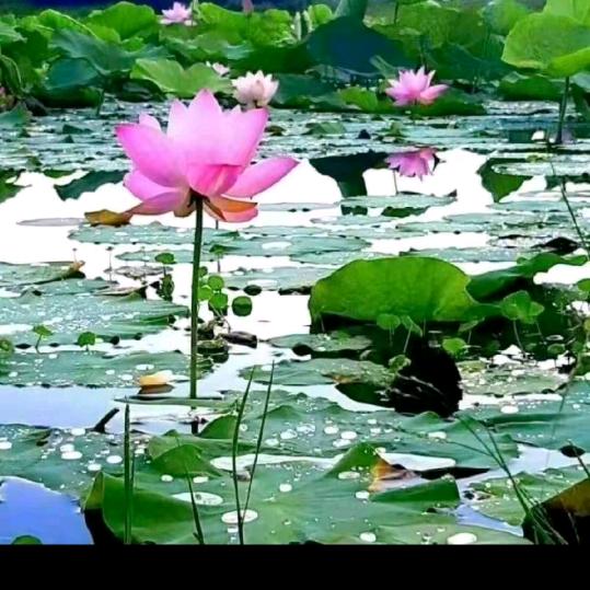 ღ᭄荷💘叶🌺（不定时间开播）