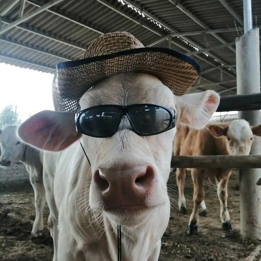 牛康守护者~小朱