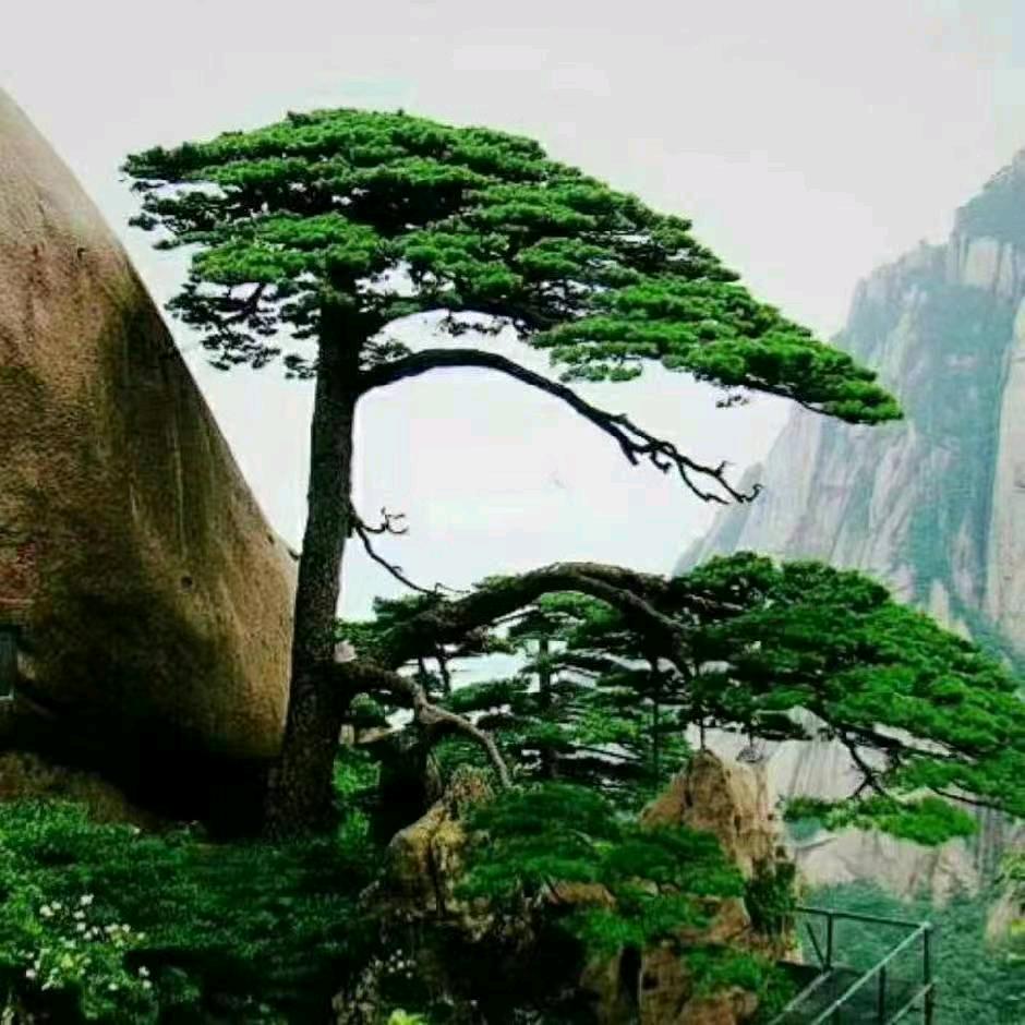 真情