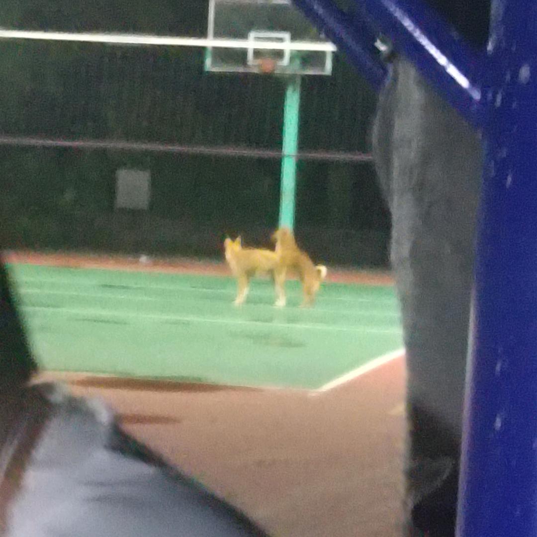 桑