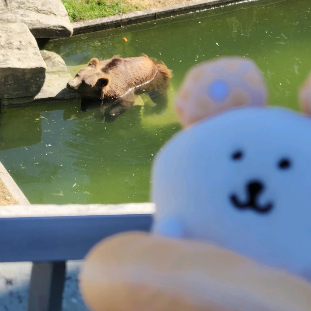 熊₍˄·͈༝·͈˄*₎◞ ̑̑