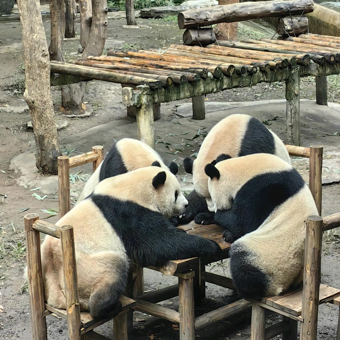 旧爱如梦.丽