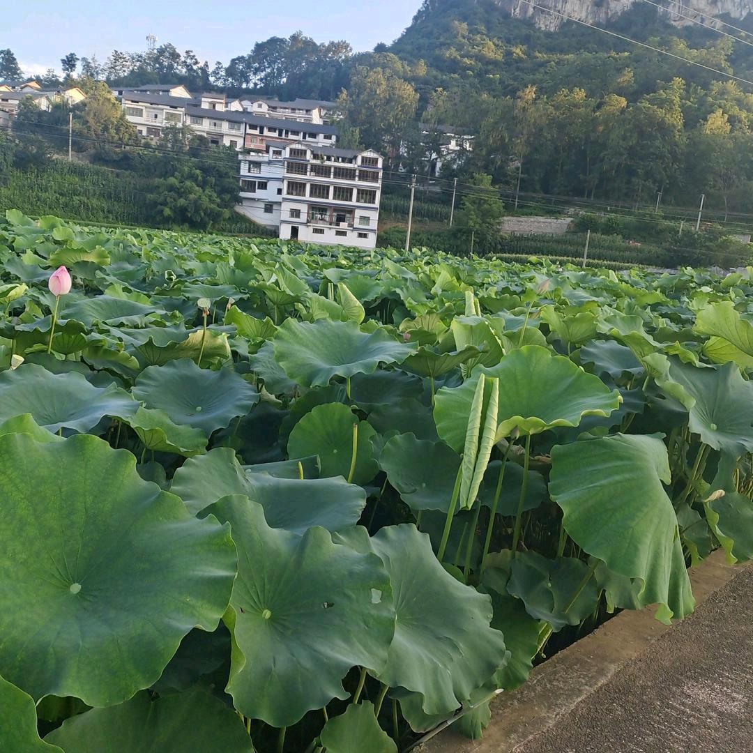 单身小老头81年的🐔