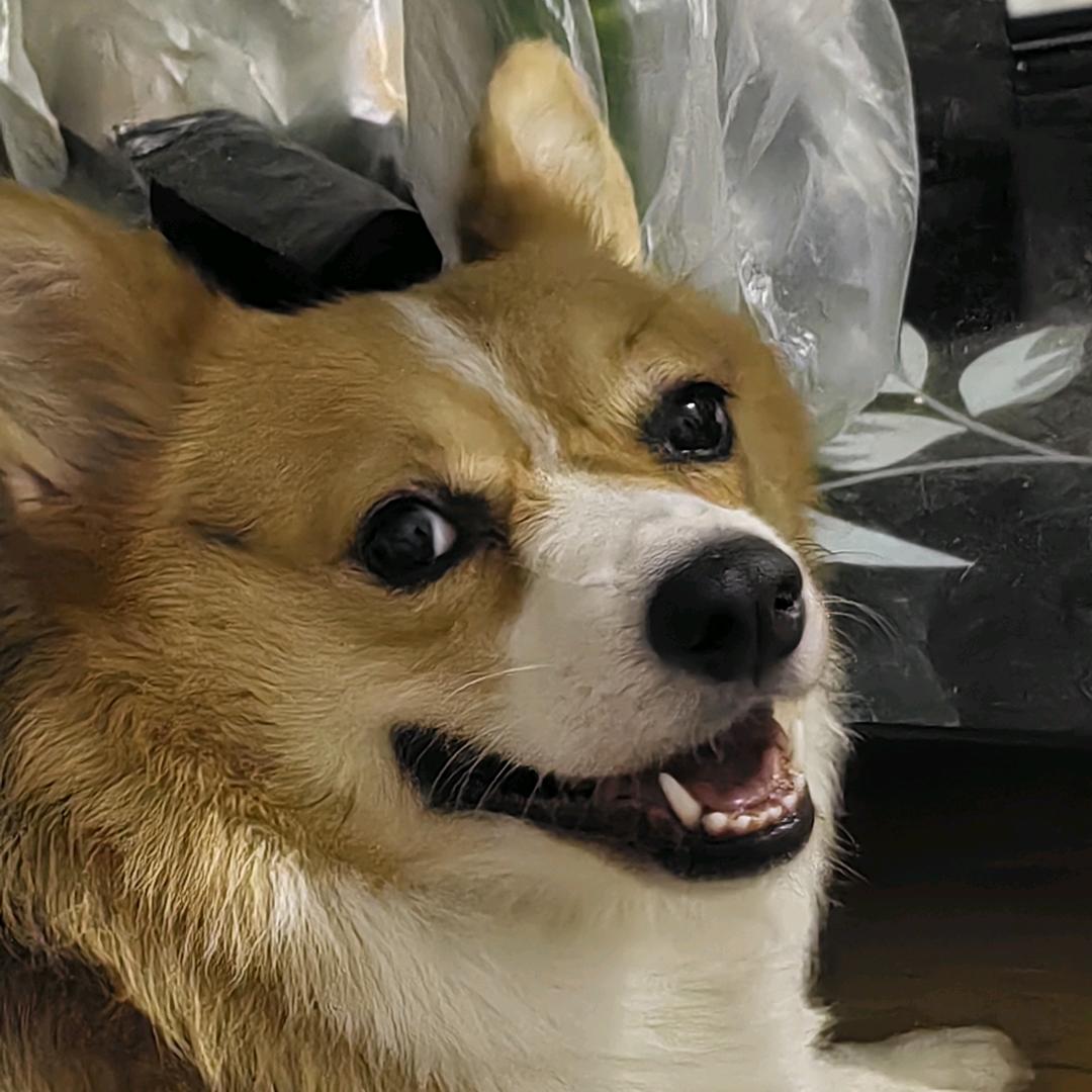 瓜啾瓜啾～