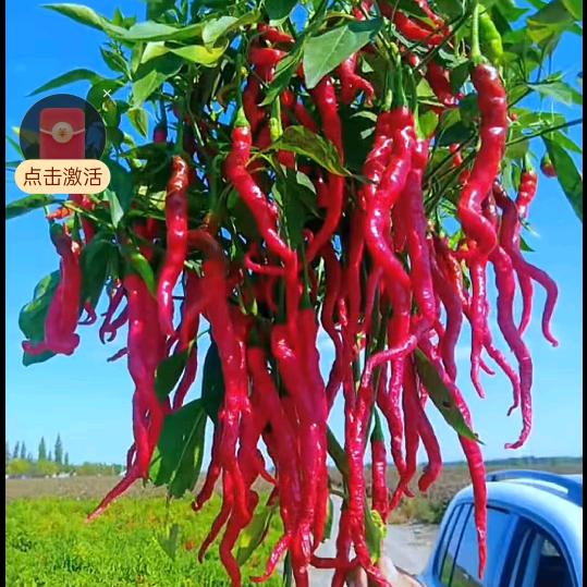 鳳翔長虹石碾辣椒面，鳳发图强