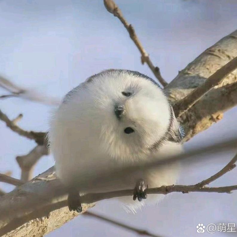 念念头像