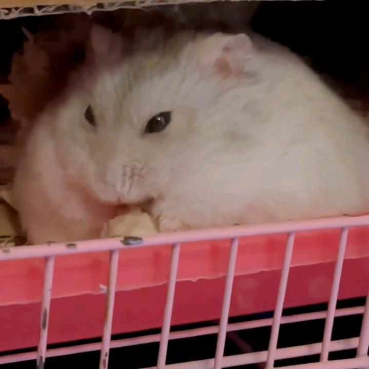 硕鼠硕鼠