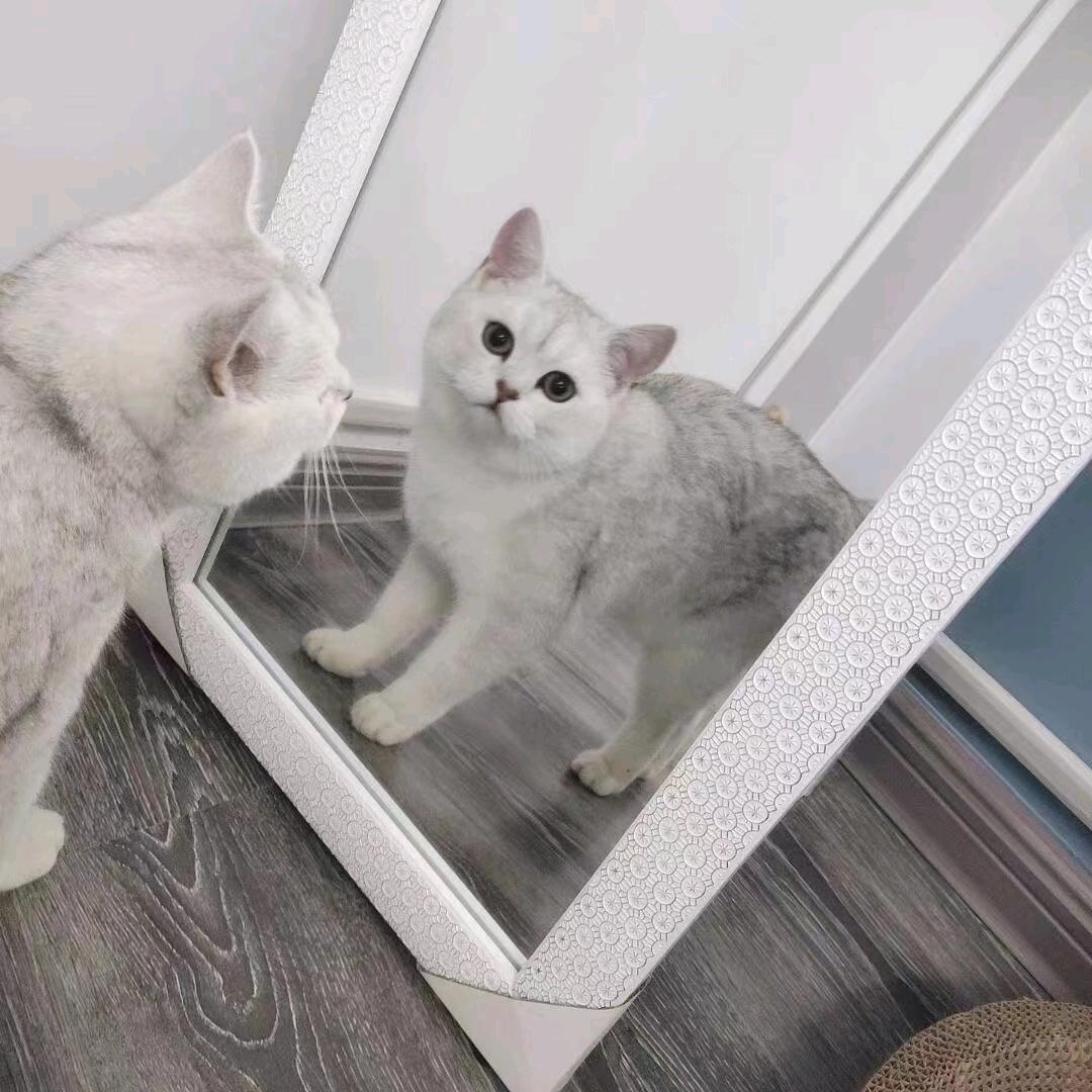 喵禾汪宠物